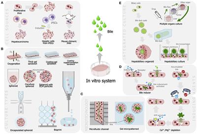 Prospect of in vitro Bile Fluids Collection in Improving Cell-Based Assay of Liver Function